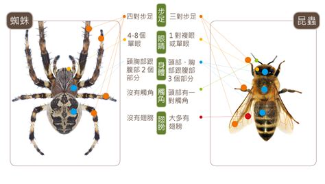 家里有蜘蛛|蛛事吉祥——家中常見蜘蛛篇